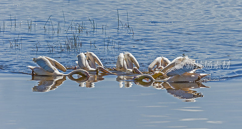 大白鹈鹕(Pelecanus onocrotalus)也被称为东方白鹈鹕，玫瑰色鹈鹕或白鹈鹕是鹈鹕科的一种鸟。肯尼亚纳库鲁湖国家公园。在湖里集体捕鱼以合作喂养。